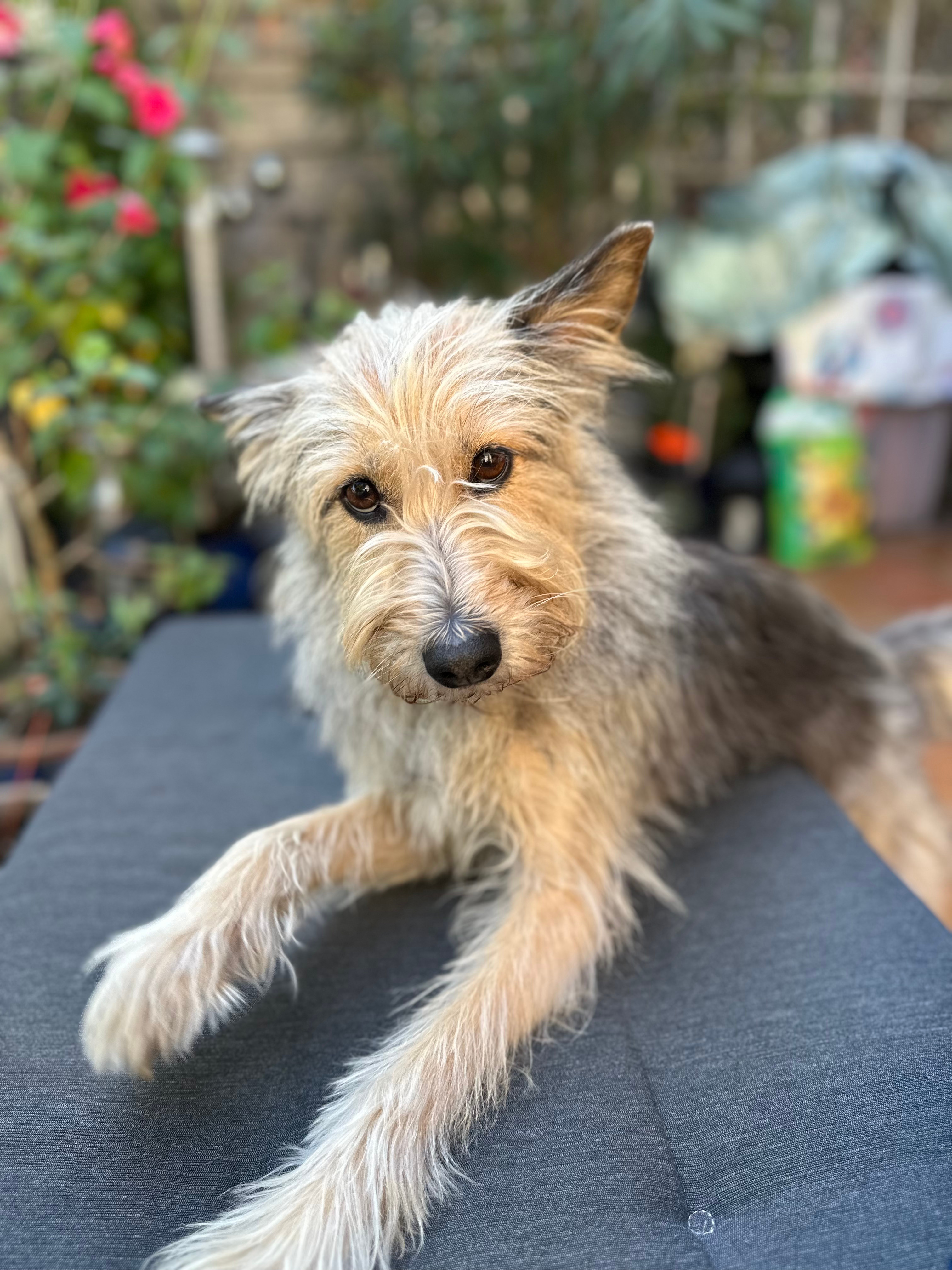 Hailey  Schaeferhund-Mix